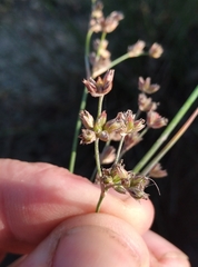 Juncus microcephalus