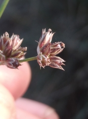 Juncus microcephalus