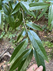 Licaria parvifolia