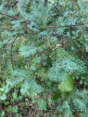 Taxus floridana