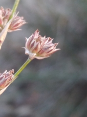 Juncus microcephalus