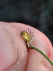 Juncus microcephalus
