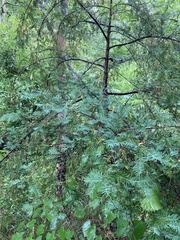 Taxus floridana