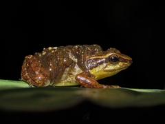 Leucostethus fraterdanieli