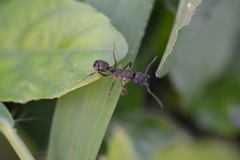 Ectatomminae