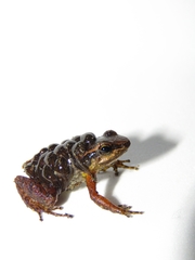 Leucostethus fraterdanieli