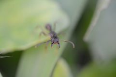 Ectatomminae