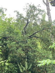Taxus floridana