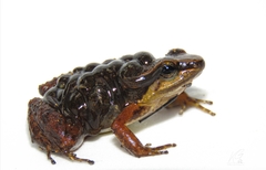 Leucostethus fraterdanieli