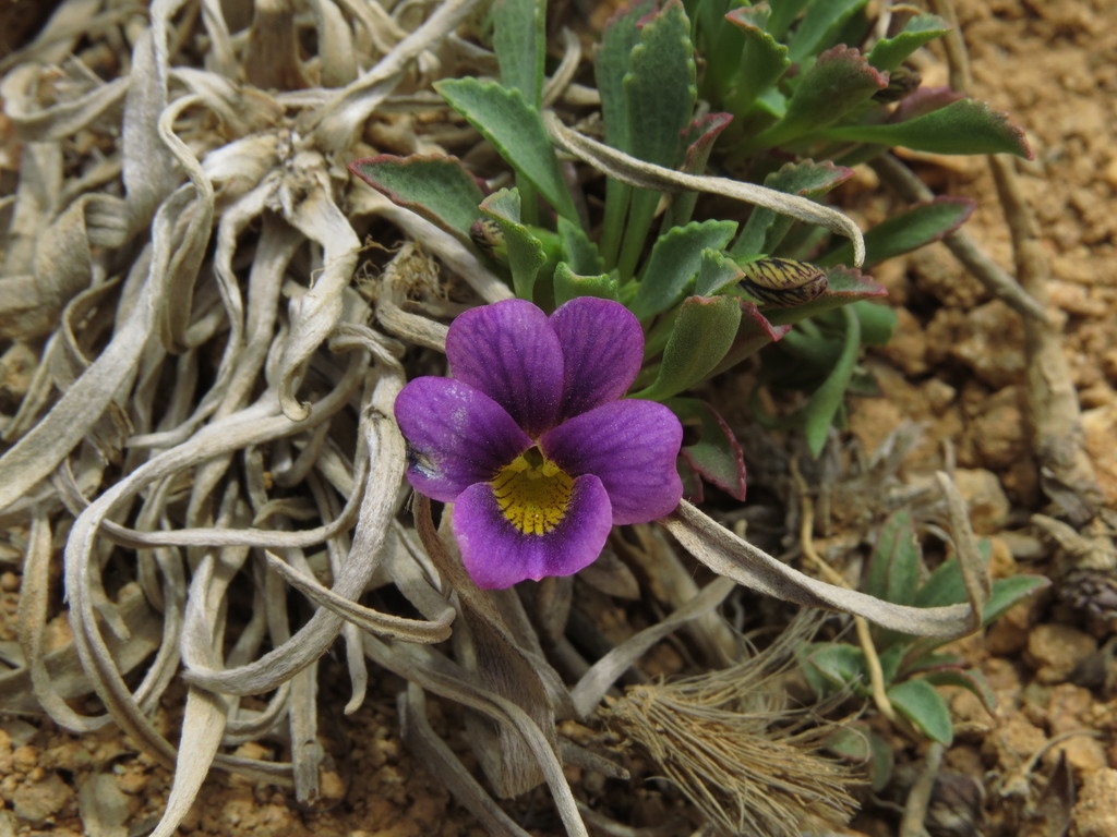 Grandiflos