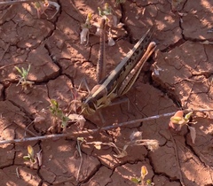 Austracris guttulosa