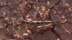 Austracris guttulosa