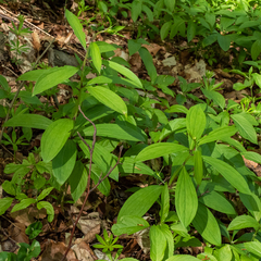 Lilium martagon