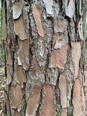 Pinus elliottii elliottii