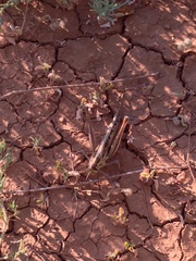 Austracris guttulosa