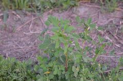 Melilotus suaveolens