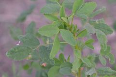 Melilotus suaveolens