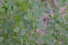 Melilotus suaveolens