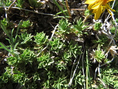 Haplopappus anthylloides