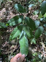 Tetragastris balsamifera