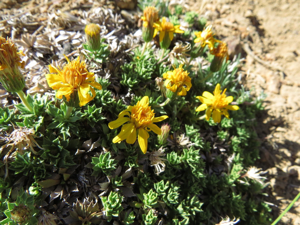 Haplopappus anthylloides