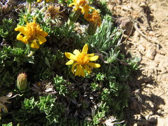 Haplopappus anthylloides