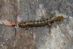Desmognathus marmoratus