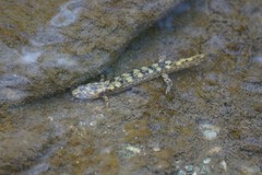 Desmognathus marmoratus