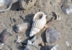 Nassarius variciferus