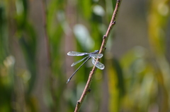 Archilestes