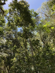 Tetragastris balsamifera