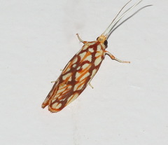 Lactura panopsia