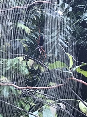Nephila kuhli