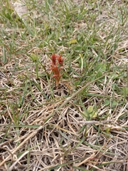 Chamaenerion angustifolium