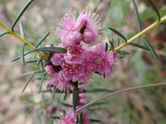 Hypocalymma robustum