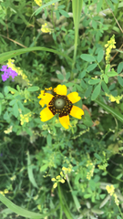 Rudbeckia amplexicaulis
