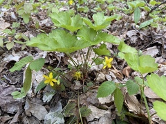 Waldsteinia