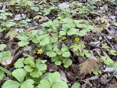 Waldsteinia