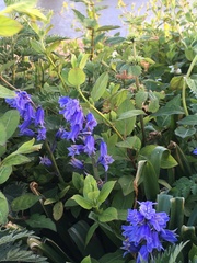 Hyacinthoides hispanica