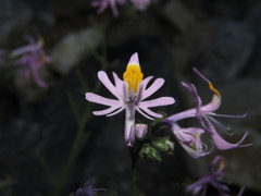Schizanthus hookeri