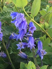 Hyacinthoides hispanica
