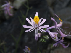 Schizanthus hookeri