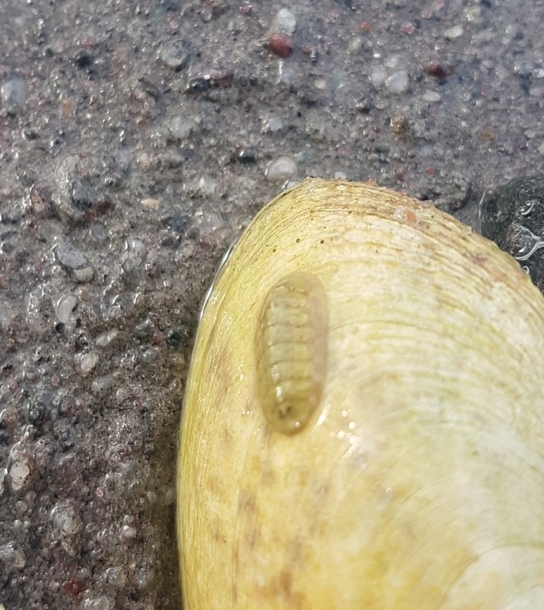 northern white chiton