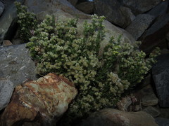 Galium eriocarpum