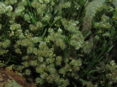 Galium eriocarpum