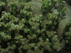 Galium eriocarpum