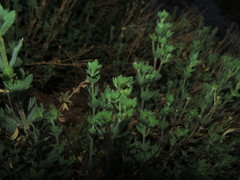 Balbisia gracilis