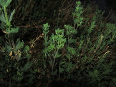 Balbisia gracilis