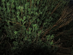 Balbisia gracilis