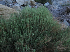 Balbisia gracilis